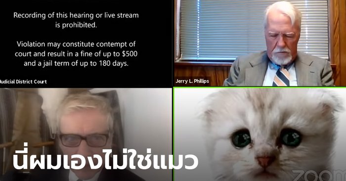 Lawyer  Showing the face of a cat while investigating the case online  Because the filter cannot be changed