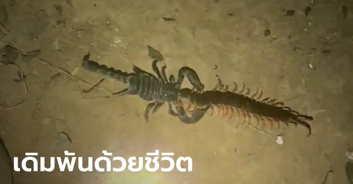 ภาพหาดูยาก "ตะขาบ-แมงป่อง" ต่อสู้กันดุเดือด ใครแพ้กลายเป็นอาหาร! (คลิป)