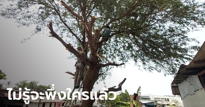 ยายวัย 72 ปี เครียดจัด! ปีนต้นมะขาม เจ้าอาวาสวัดดังนำดินมาถม จนบ้านร้าว-พัง-ทรุด