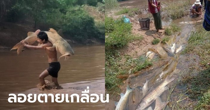 เศร้า..พายุฝนชะสารพิษลงแม่น้ำเมย ปลาใหญ่น้อยลอยคอตายเพียบ