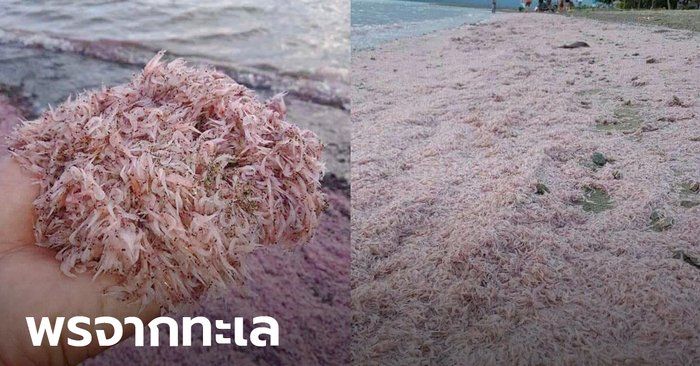 กุ้งฝอยจำนวนมหาศาล เกยตื้นปริศนาท่วมหาดฟิลิปปินส์ ชาวเน็ตยอมรับน้ำลายสอ