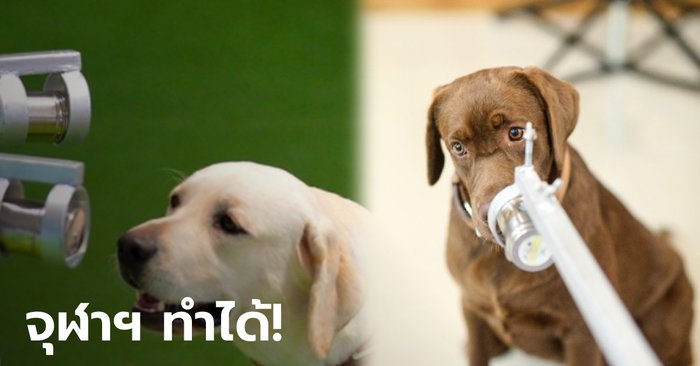 ปรบมือ! จุฬาฯ วิจัยสุนัขดมกลิ่นหาผู้ติดเชื้อโควิด สำเร็จครั้งแรกในประเทศไทย