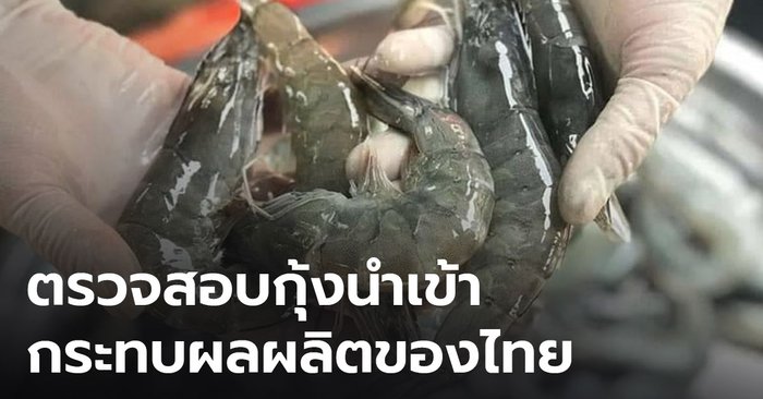 วอนตรวจสอบกุ้งนำเข้าจากเอกวาดอร์ หลังโผล่วางขายราคาถูก กระทบกุ้งไทย