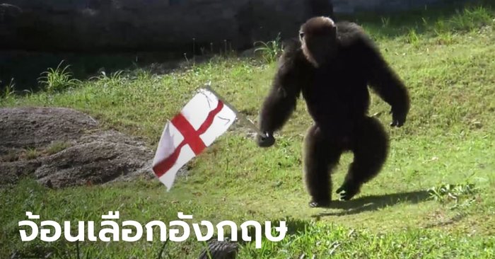 "จ้อน" ลิงชิมแปนซีสวนสัตว์สงขลา ทายผลบอลยูโรถูกอีกแล้ว ได้ทุเรียนหมอนทองเป็นรางวัล