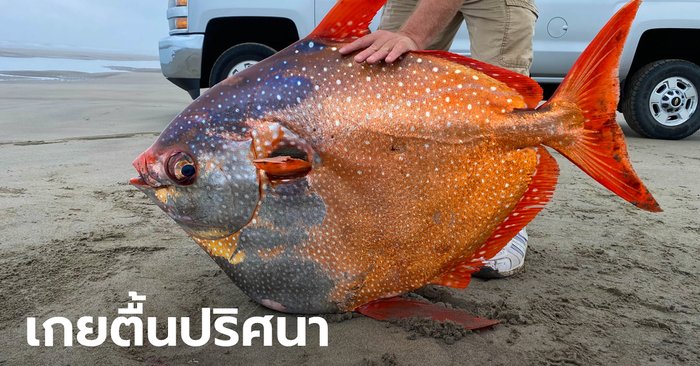 ปลามูนฟิช สัตว์น้ำลึกเขตร้อนขนาดยักษ์ เกยตื้นปริศนาบนหาดสหรัฐ