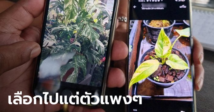 สูญ 2 ล้าน! พ่อ-ลูกร้านต้นไม้แทบทรุด ถูกคนร้ายย่องขโมยต้นไม้ด่างกว่า 30 ต้น