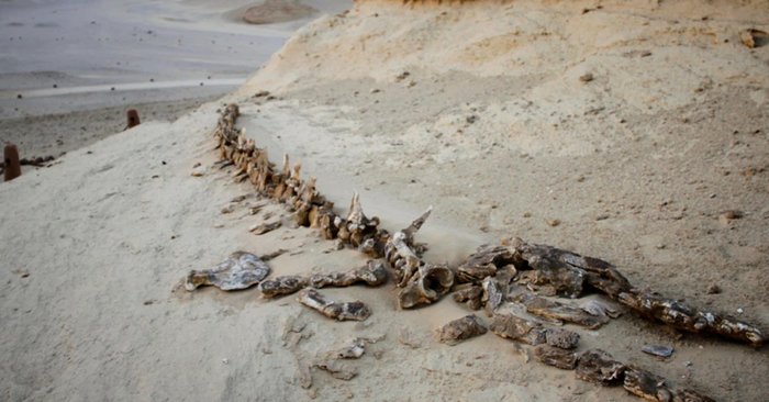อียิปต์พบฟอสซิล "วาฬสี่ขา" เก่าแก่ 43 ล้านปี อาศัยอยู่บนบกและในน้ำ