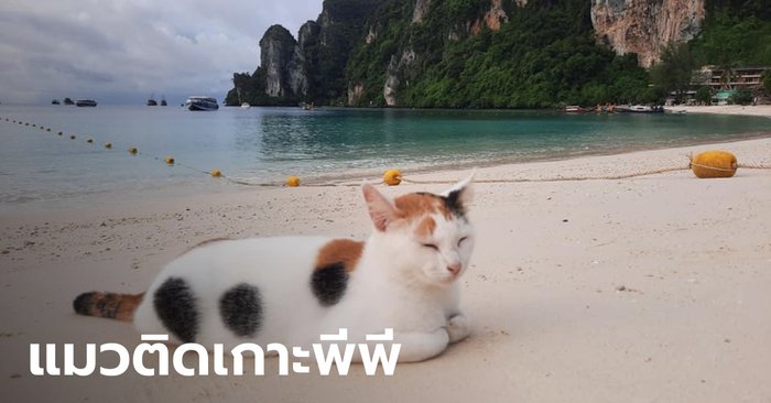 เรายึดเกาะแล้วมนุษย์! แมวหลายร้อยชีวิต ถูกทิ้งบนเกาะพีพี จากผลกระทบโควิด-19