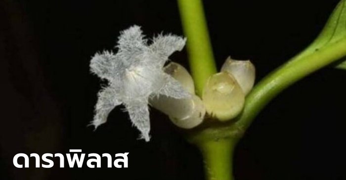 ค้นพบพืชชนิดใหม่ของโลก “ดาราพิลาส” ในอุทยานแห่งชาติน้ำตกหงาว จ.ระนอง