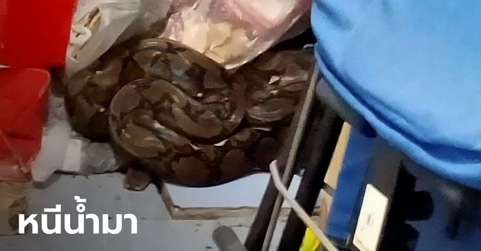 งูเหลือม 4 เมตร หนีน้ำท่วมซ่อนในห้องเก็บของ เจ้าของบ้านจะให้อาหารแมว เห็นหัวโผล่