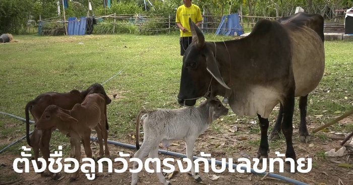 วัวให้โชค 4 ปี ออกลูก 7 ตัว เจ้าของฝันมีคนส่งมาเกิด เช้าซื้อหวย เย็นวัวออกลูกแฝด