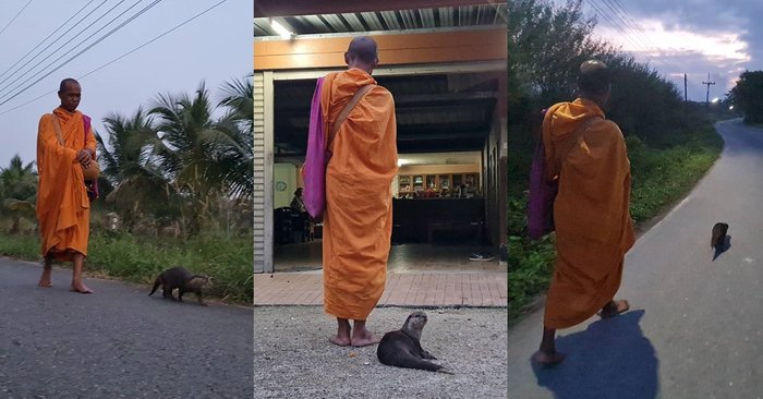 Open the wonderful life of “Otter Boon Rawd”, a beast of merit  Follow the monks for alms every morning