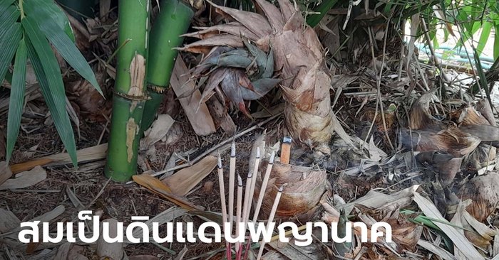 ชาวบ้านขนลุก พบอีก "หน่อไม้คล้ายเศียรพญานาค" ต้นประหลาดโผล่รวม 5 ที่ - Vimarsana News
