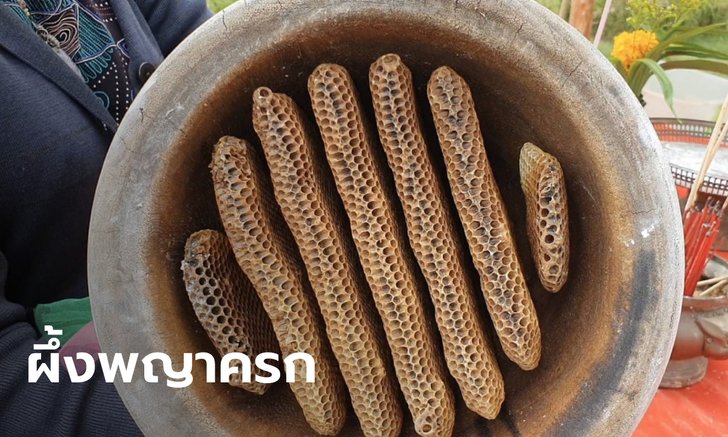 ฮือฮา "ผึ้ง" ทำรังใน "ครก" เจ้าของเผยเข้าฝันขออยู่ด้วย เชื่อมาให้โชคลาภเลขเด็ด