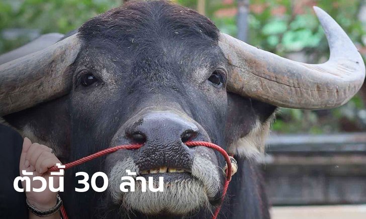เลี้ยง 'ควายงาม' จำหน่ายน้ำเชื้อ รายได้เดือนเป็นล้าน(มีคลิป)