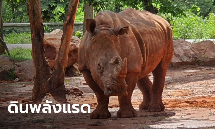 “ดินพลังแรด” ผลผลิตจากมูลสัตว์และเศษวัสดุเหลือใช้ สร้างรายได้ให้สวนสัตว์(มีคลิป)