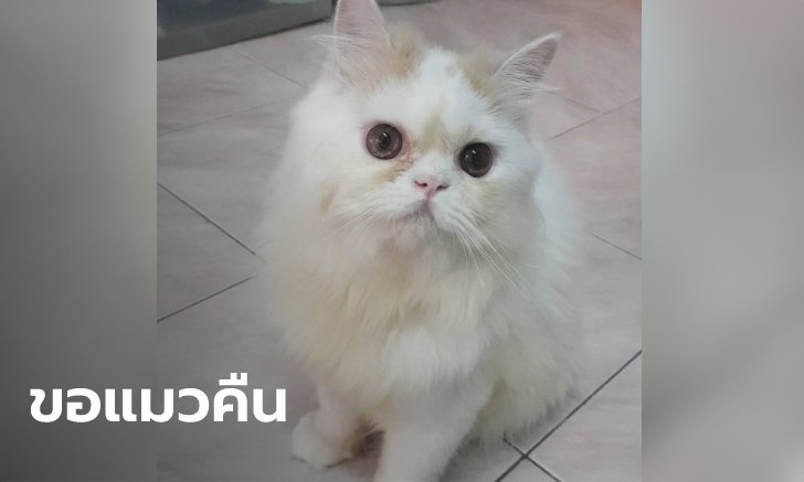 สาวโรงงานหลั่งน้ำตา โจรงัดห้องขโมยแมวเปอร์เซีย ห่วงสุดหัวใจ วอนขอน้องคืน