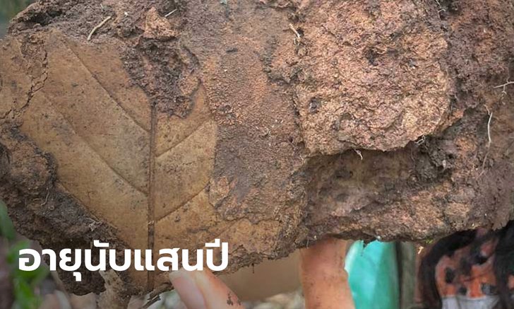 ฮือฮา! พบอีก ซากฟอสซิลใบไม้อายุนับแสนปี ที่วังน้ำเขียว