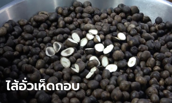 1 ปีมีครั้ง 'ไส้อั่วเห็ดถอบ' ที่เชียงใหม่ ประเดิมล็อตแรก ลูกค้าออร์เดอร์เพียบ(มีคลิป)
