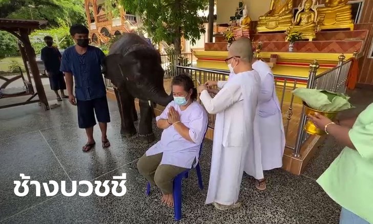 พิธีนำช้างมาบวชชี สร้างสะพานบุญกุศล(มีคลิป)