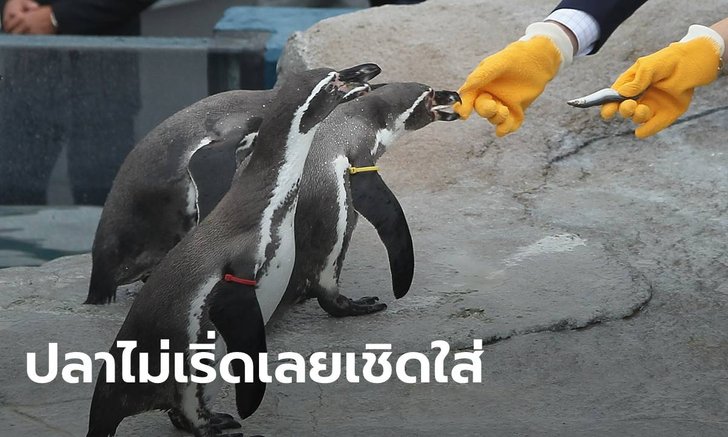 นกเพนกวินเจอพิษเงินเฟ้อ! สวนสัตว์ญี่ปุ่นให้ปลาราคาถูกลงเป็นอาหาร กลับโดนเมิน