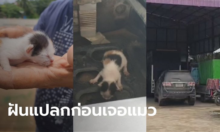 ลูกแมวให้โชคติดอยู่ในตัวรถ