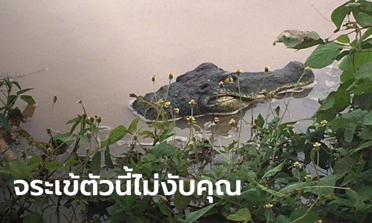 เกือบช็อก น้ำท่วม "หัวไอ้เข้" โผล่ตาแป๋ว ที่แท้แค่จระเข้ยาง เจ้าของลืมเก็บหนีน้ำ