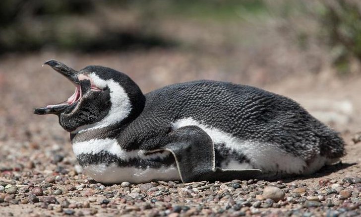 ตะลึง! บราซิลพบ "เพนกวิน" เกือบ 600 ตัวตายเกลื่อนหาด หลังเจอพายุถล่ม