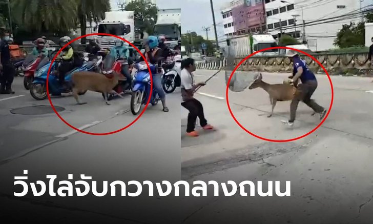 จับกันวุ่น กวางหลุดจากคอกวัด ขนเจ้าหน้าที่ 20 ชีวิต วิ่งไล่จับกลางถนน ข้ามวันถึงสำเร็จ!