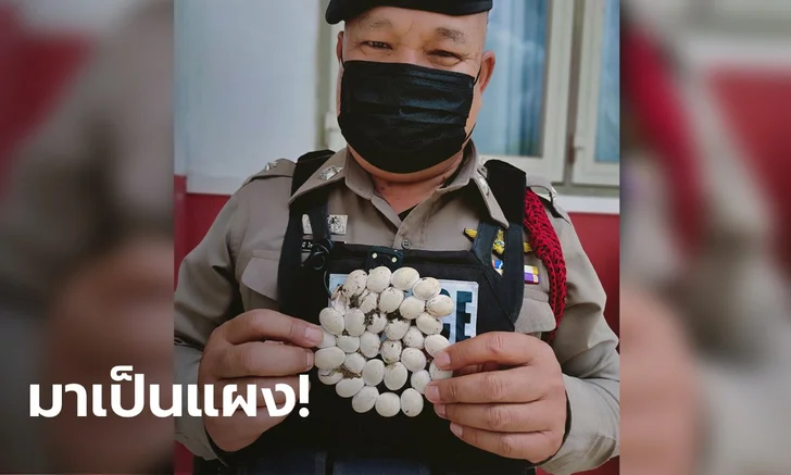 ตำรวจโชว์ฝีมือจับงูกะปะหวงไข่ นับดูจำนวนฟอง งวดนี้มาแน่