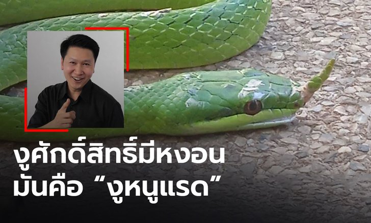 "ดร.เจษฎา" คลายข้อสงสัย งูเขียวมีหงอนคล้ายพญานาค คือ Rhinoceros ratsnake