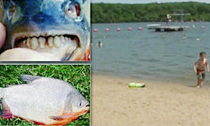 สหรัฐผวา! ปลากัดไข่ โผล่ทะเลสาบรัฐอิลลินอยส์