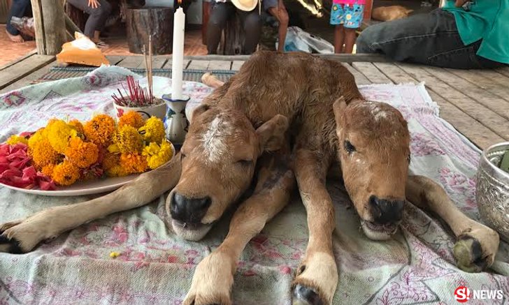 ฮือฮา! ลูกวัว 2 หัว ให้โชคถูกหวยหลายงวด เจ้าของเก็บซากไว้บูชา