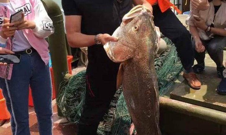 ประมงจีนจับปลาจวดได้ ขายราคาแพงถึง 17 ล้านบาท