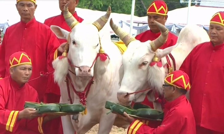 วันพืชมงคล 2560 พระโคกินข้าว ข้าวโพด หญ้า น้ำท่าบริบูรณ์พอสมควร