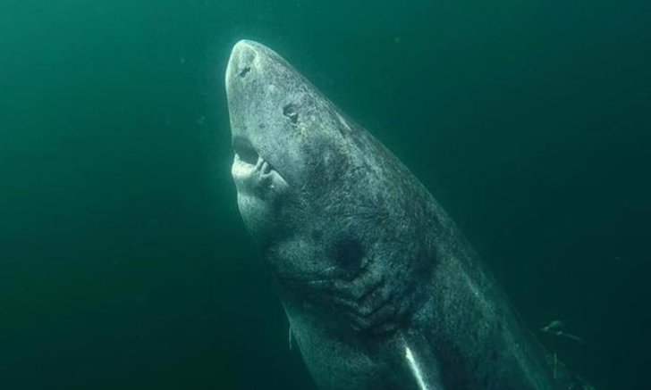 โลกค้นพบ "ทวดฉลาม" อายุ 500 ปี กลายเป็นสัตว์ที่แก่ที่สุดในโลก