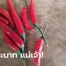 พริกแดง แพงเว่อร์! ผู้ว่าฯ โคราช สั่งตรวจสอบด่วน ราคาพริกแพงแตะเม็ดละ 1 บาท