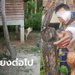"หมาบางแก้ว" ตกใจเสียงฟ้าร้อง ขย้ำเจ้าของหวิดดับ แผลฉกรรจ์เย็บกว่า 100 เข็ม