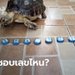 "น้องแพ่ง" เต่าให้โชค! คาบเลขเด็ดมาให้แล้วงวดนี้ 1/10/65 คอหวยไม่พลาดส่องรัวๆ