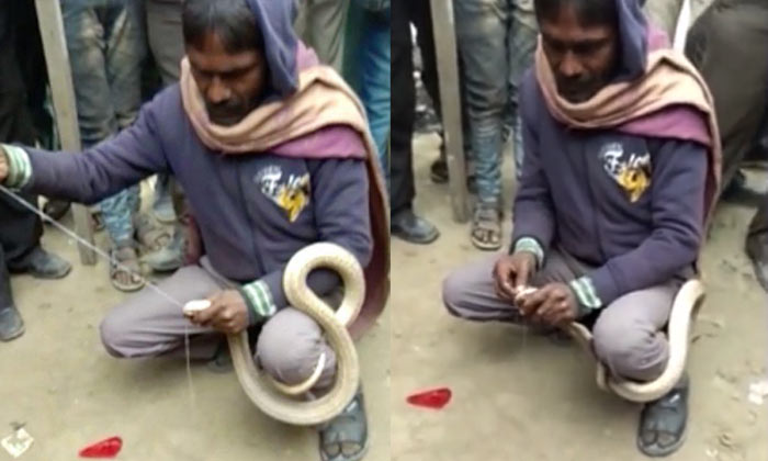 กรรมติดจรวด ชายอินเดียใช้เข็มเย็บปากงูเห่า สุดท้ายเจอแว้งกัดดับ