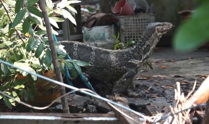 สุดสลด ตัวเงินตัวทองรุมแทะศพหญิงสูงวัย นอนตายขึ้นอืด