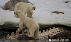 หมีขั้วโลกแทะกินสัตว์บางอย่าง กระดูกยาวแบบที่ไม่เคยพบมาก่อน