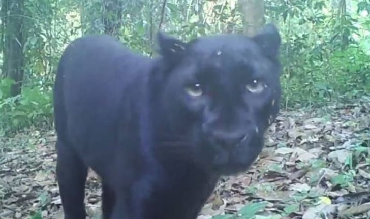 เสือดำทุ่งใหญ่นเรศวรฯ ที่โดนล่า อาจเป็นตัวเดียวกับที่โผล่เล่นกล้องปีก่อน