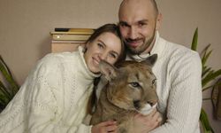 สามีภรรยาชาวรัสเซียเลี้ยง เสือพูม่า ชาวเน็ตเอ็นดูกดติดตามเพียบ