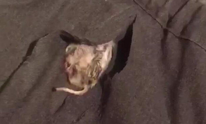 แม่ตกใจหนัก เจอซากหนูเน่าอยู่ในกระโปรงลูกสาว