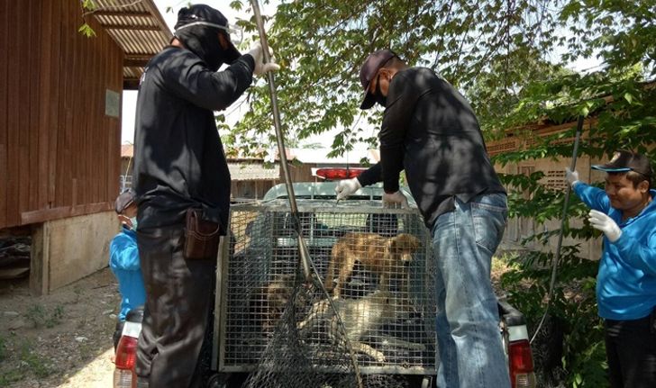 ประกาศเขตโรคระบาดพื้นที่ "โรคพิษสุนัขบ้า" ปราณบุรี-หัวหิน