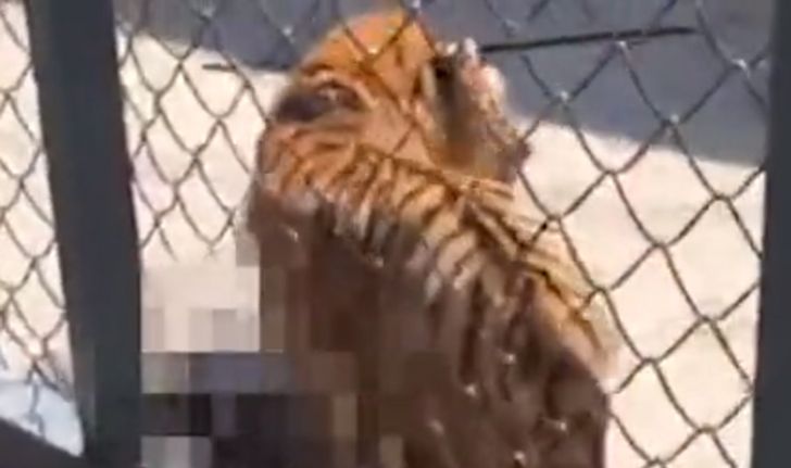 เสือในสวนสัตว์เมืองจีน ขย้ำคนดูแลดับสยอง ต่อหน้านักท่องเที่ยว