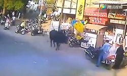 ระทึก หญิงอินเดียเดินริมถนน ถูกวัวพุ่งขวิดร่างลอยละลิ่ว