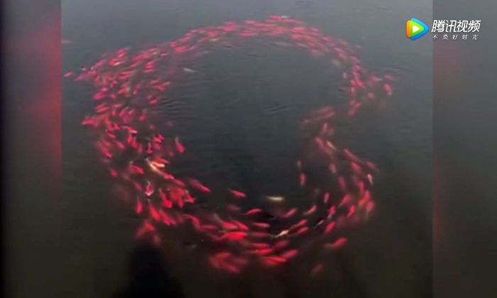 ชาวเน็ตจีนฮือฮา ฝูงปลาในทะเลสาบว่ายน้ำเป็นรูปหัวใจ