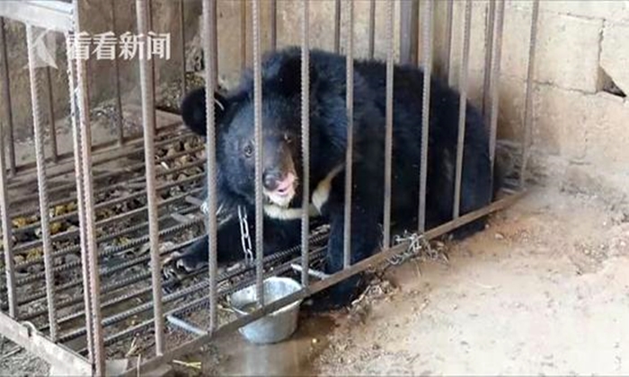 ชายจีนหวิดโดนโทษหนัก หลังคิดว่าลูกหมีเป็นหมาเลยเก็บมาเลี้ยง